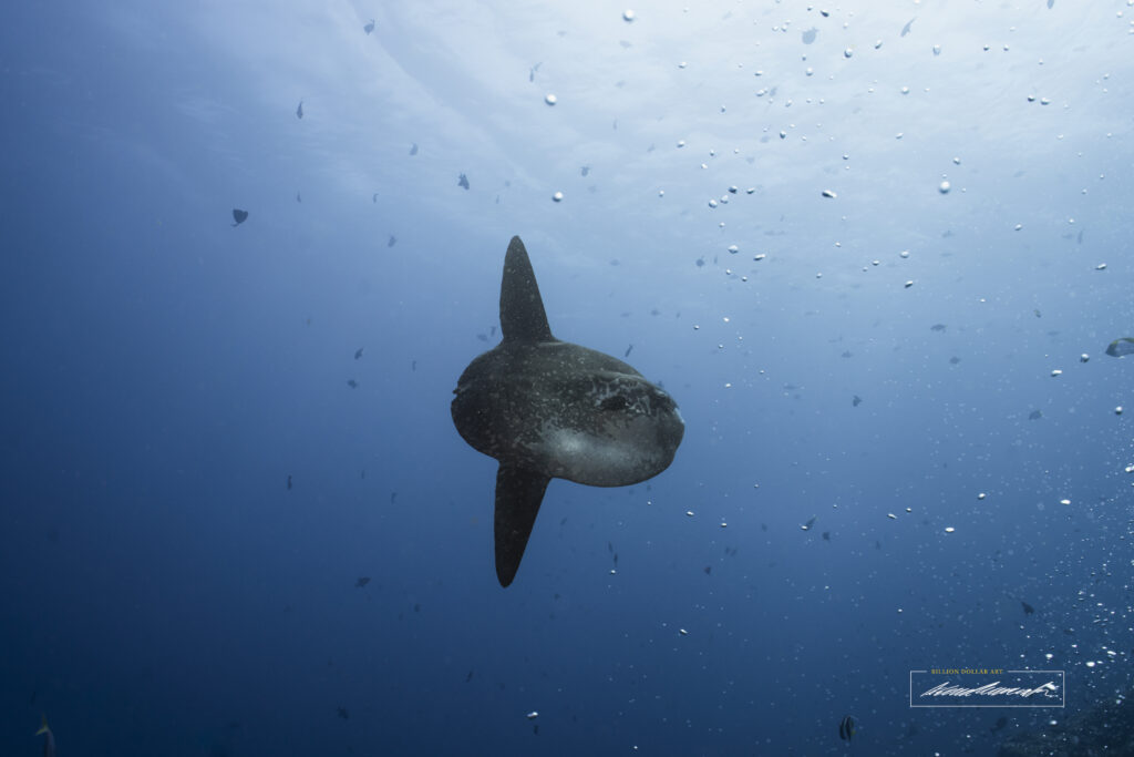 A mola or sunfish in Nusa Penida in Bali. This is what you can see when diving in Bali at the best dive sites in Bali.