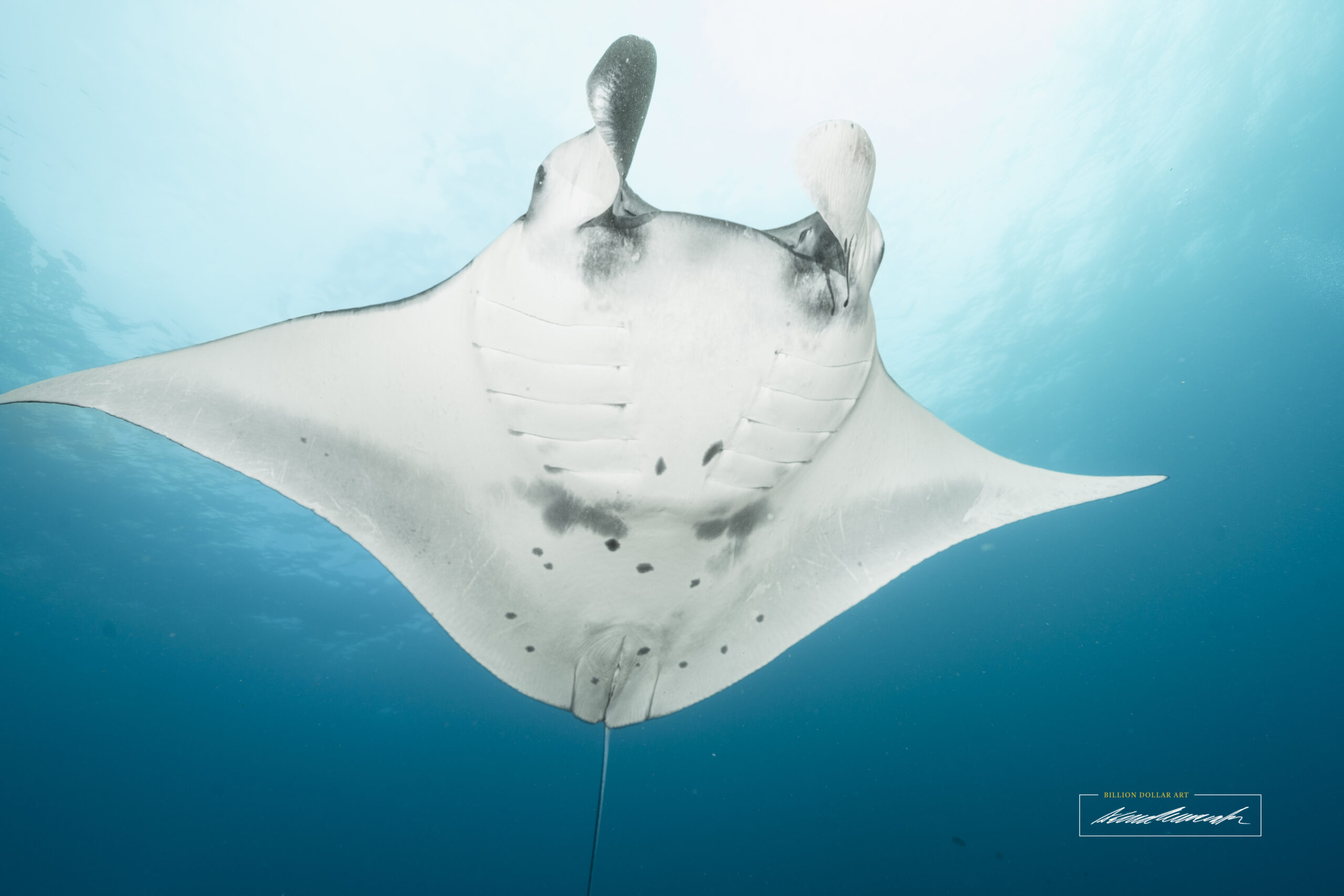 The underside of a beautiful Reef Manta while diving in Manta Point, Nusa Penida in Bali