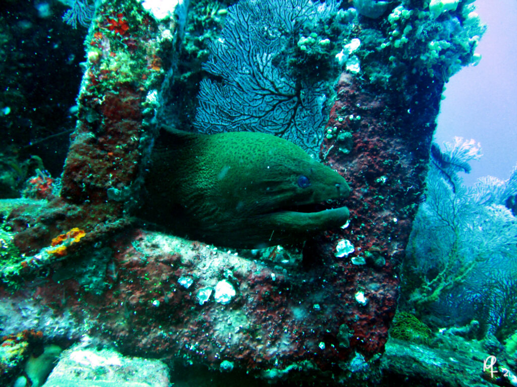 Diving and snorkeling in Bali. This is in Amed at Pyramid dive site. A beautiful Moray eel.