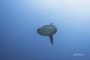 Diving in Nusa Penida during Mola season. This is a mola or oceanic sunfish as seen while diving in Nusa Penida, Bali