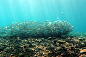 A school of fish close to the USAT Liberty shipwreck in Tulamben. This is what diving and snorkeling in Bali looks like.